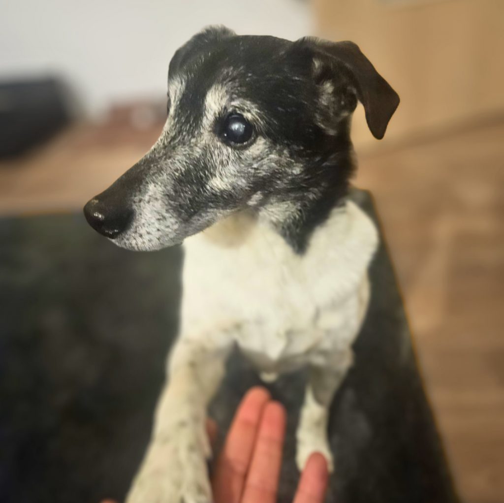 Skip Senior Hund