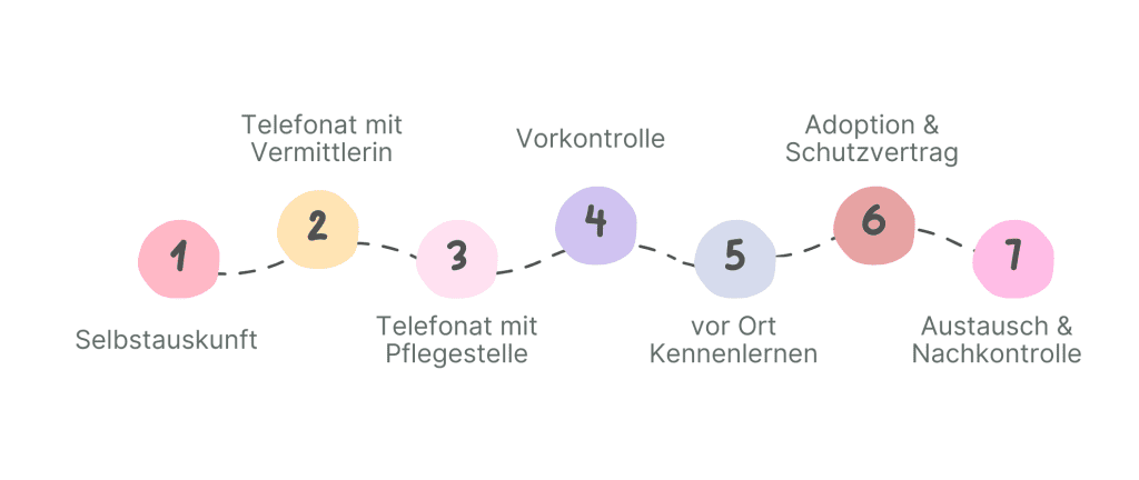 Hund adoptieren Vermittlungsablauf in 7 Schritten