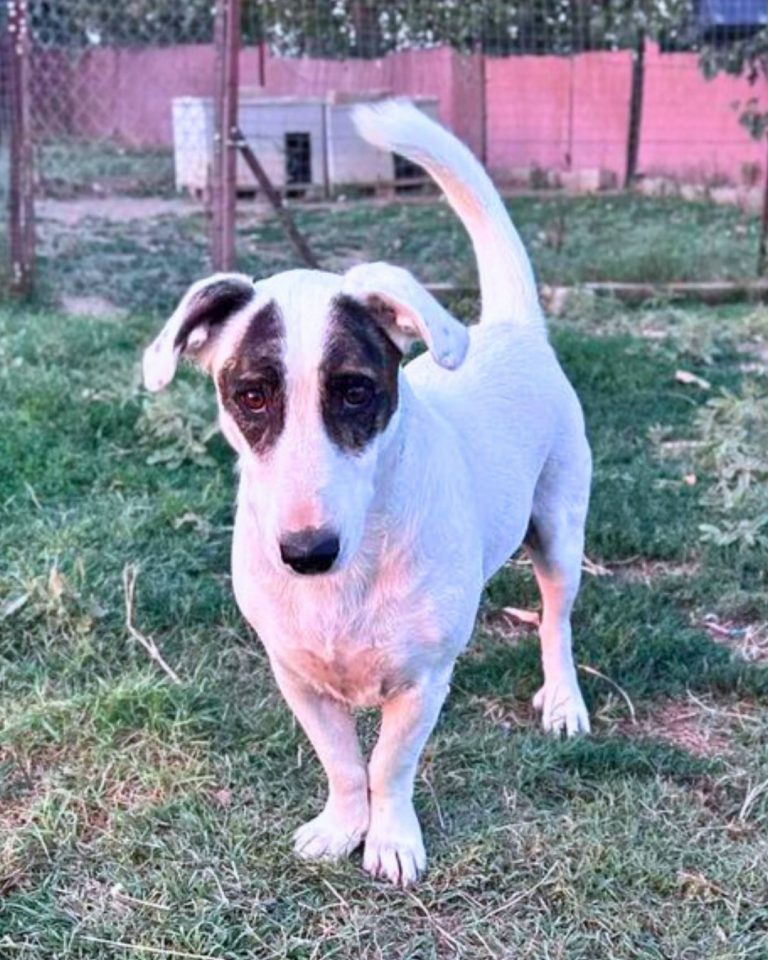 Burrito in Griechenland