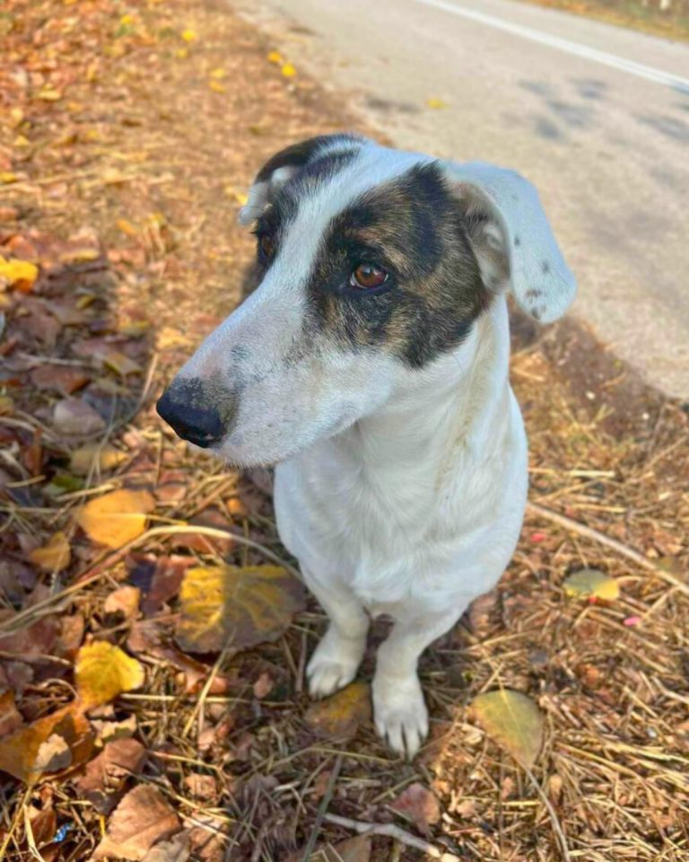 Burrito in Griechenland