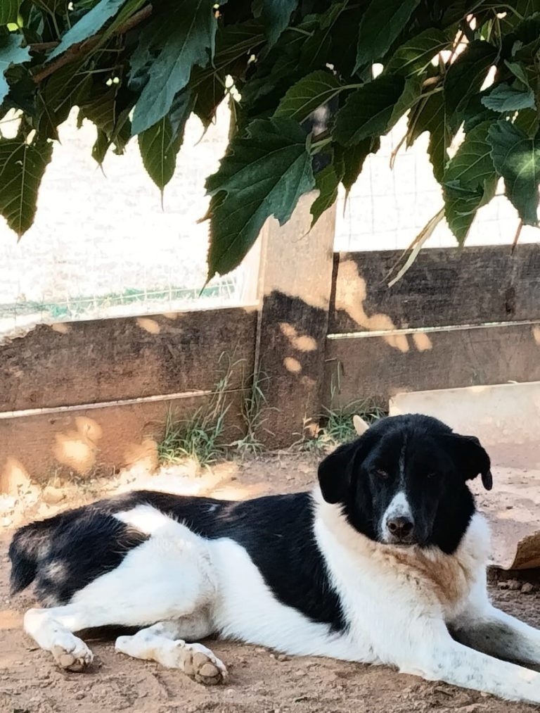 Helen in Griechenland