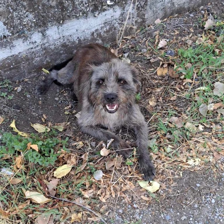 Kalia Griffon-Mix freundlich