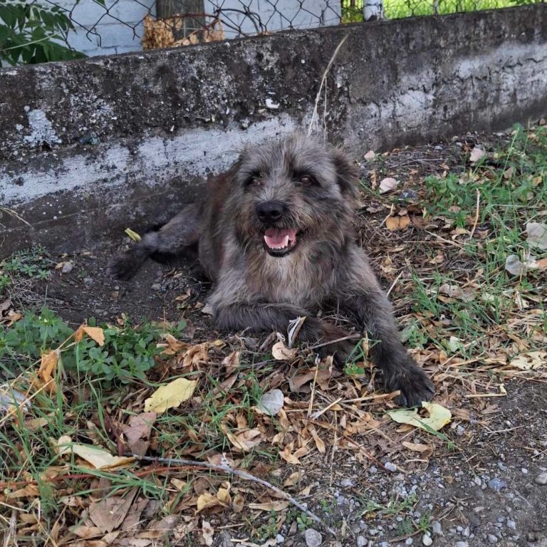 Griffon-Mix Kalia Griechenland