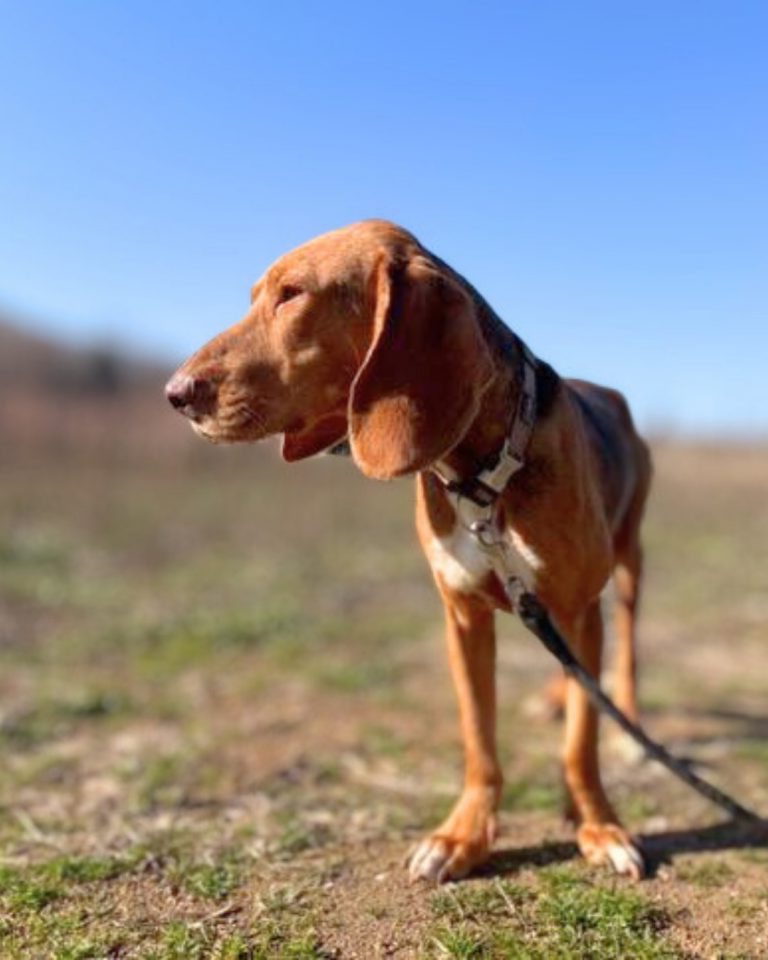 Lucky in Griechenland