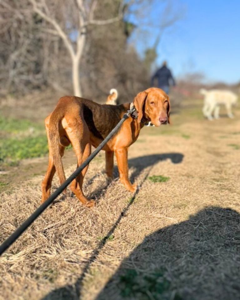 Lucky in Griechenland