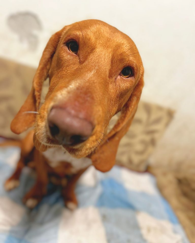 Lucky in Griechenland