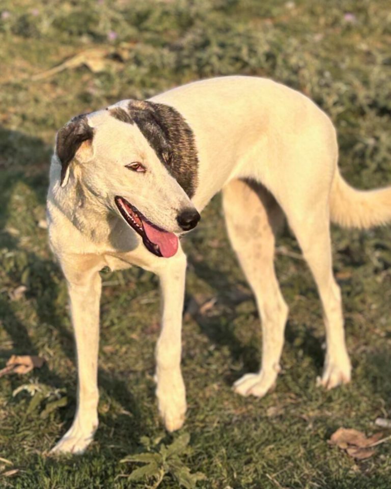 Nelli in Griechenland