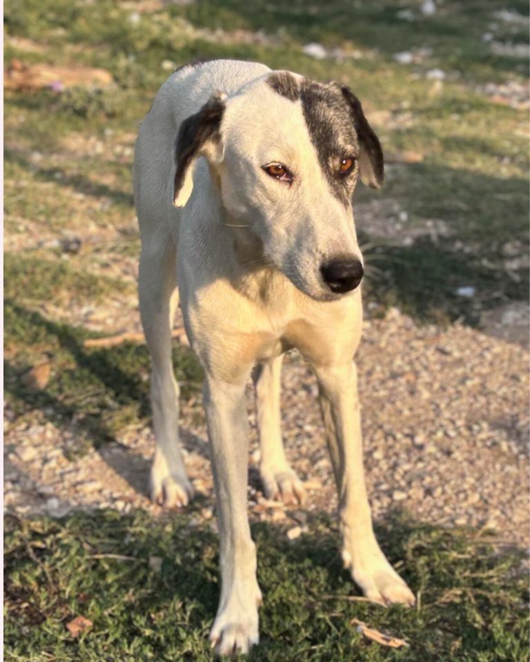 Nelli in Griechenland