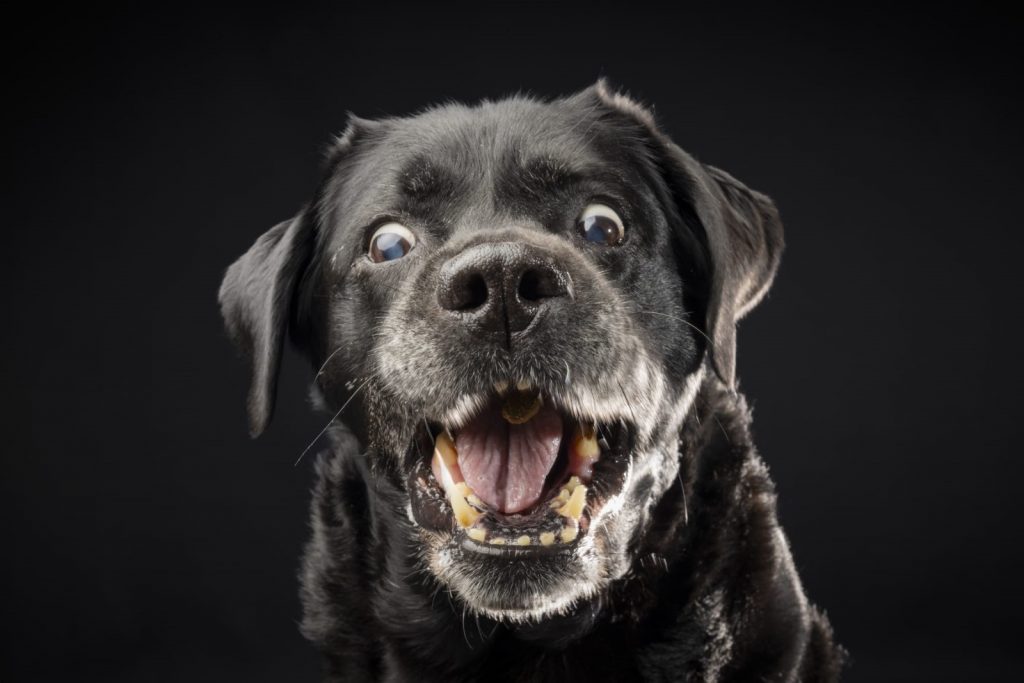 Mirka Gnadenplatz schwarzer Labrador