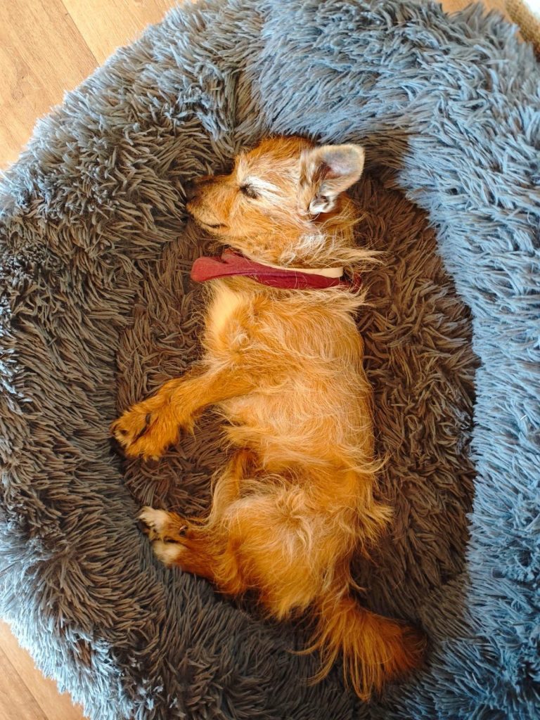 Gnadenplatz Terrier Opa Beppi schläft in einem grauen Körbchen