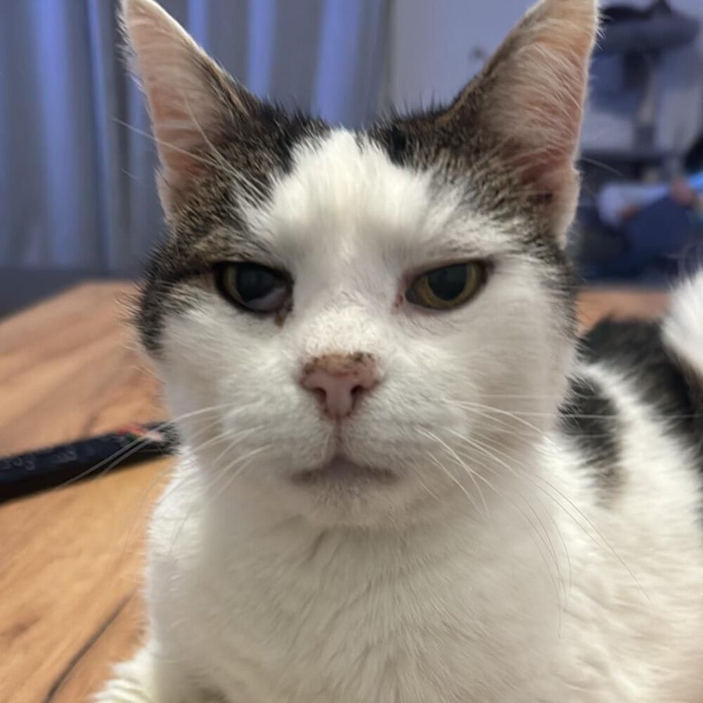 Anton Gnadenplatz Kater