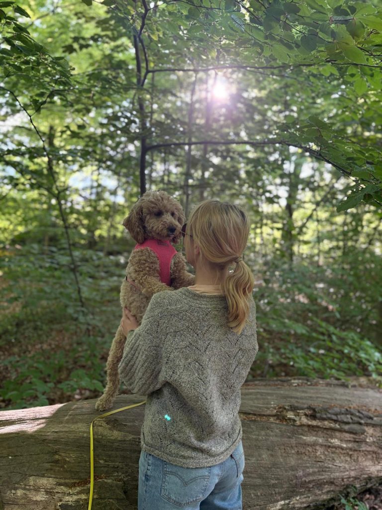 Hund wird auf dem Arm getragen. Im Hintergrund grüne Bäume und Sonnenschein als Symbol für den emotionalen Abschied beim Hund abgeben.