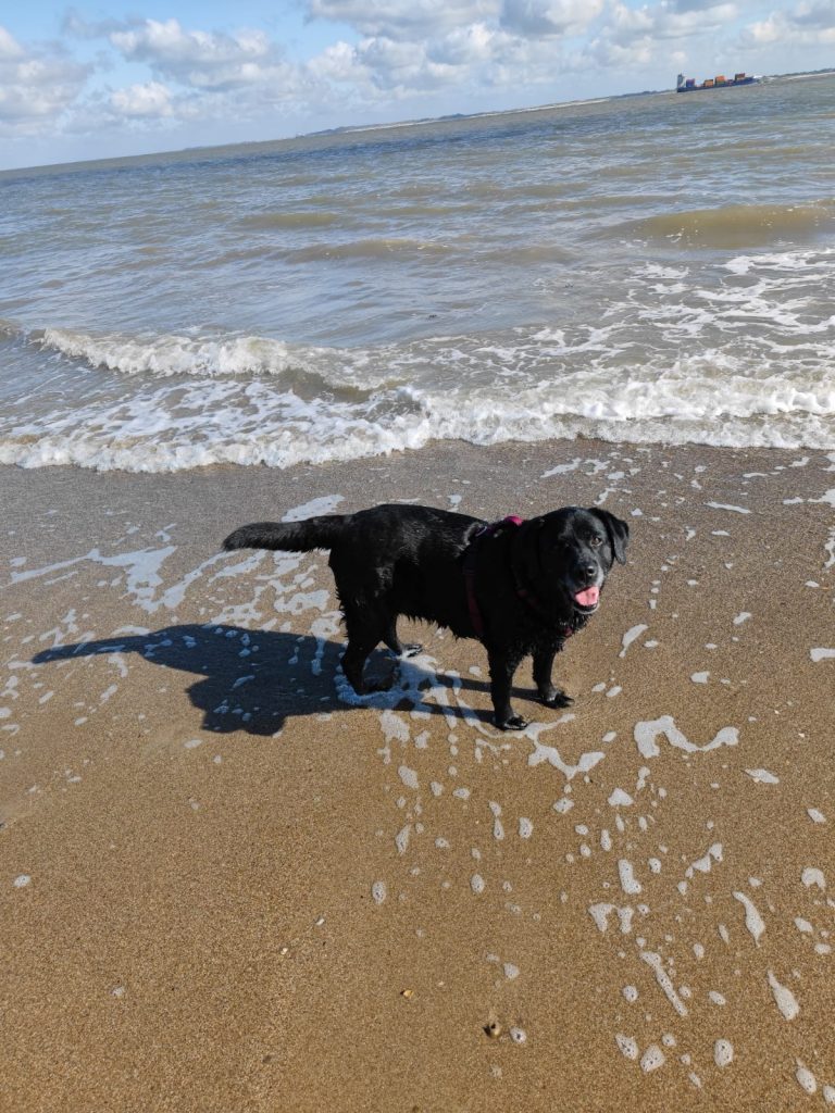 Gnadenplatz Mirka schwarzer Labrador im Meer