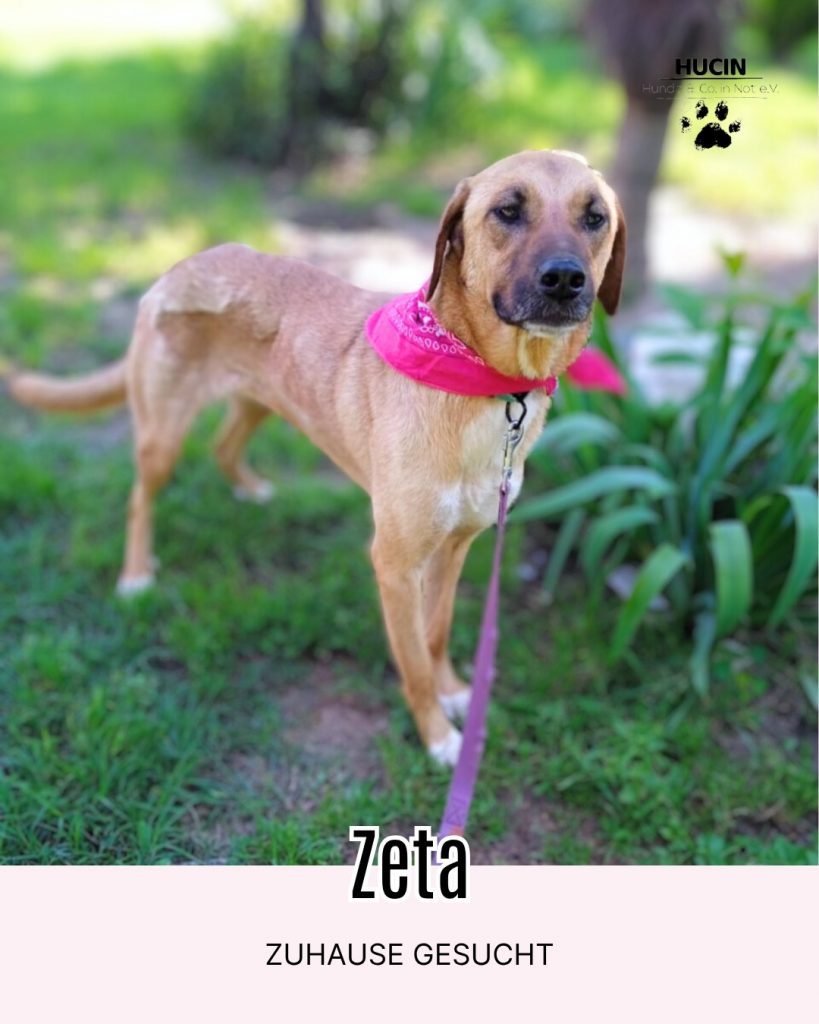 Zeta in Griechenland Zuhause gesucht