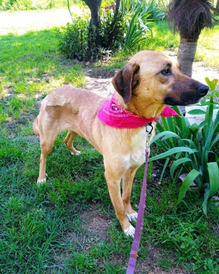 Zeta in Griechenland