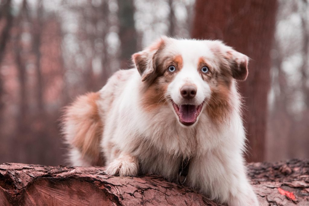 Hund der Rasse Australian Shepherd red merle liegt auf einem Baumstamm - Hütehunde