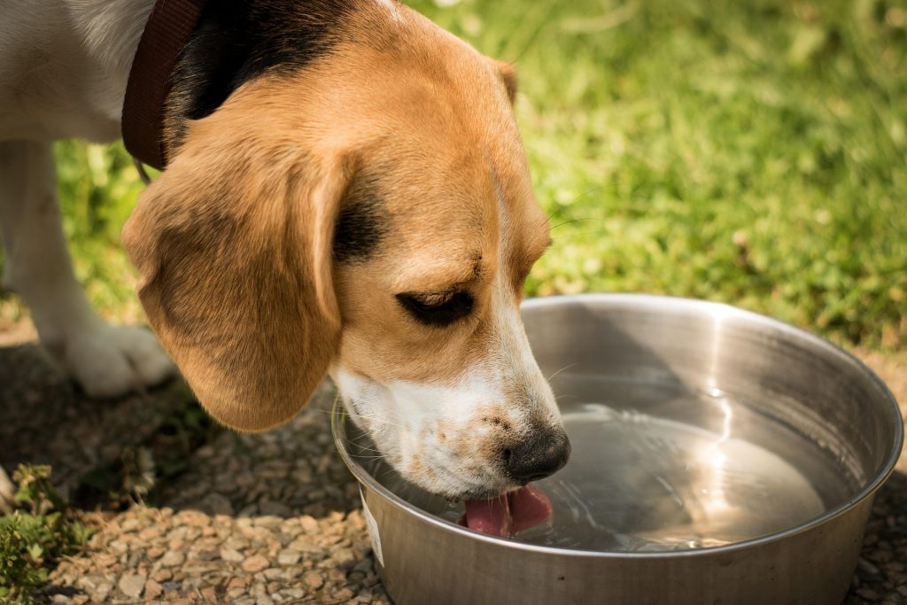 Beagle trinkt Wasser aus einem Napf