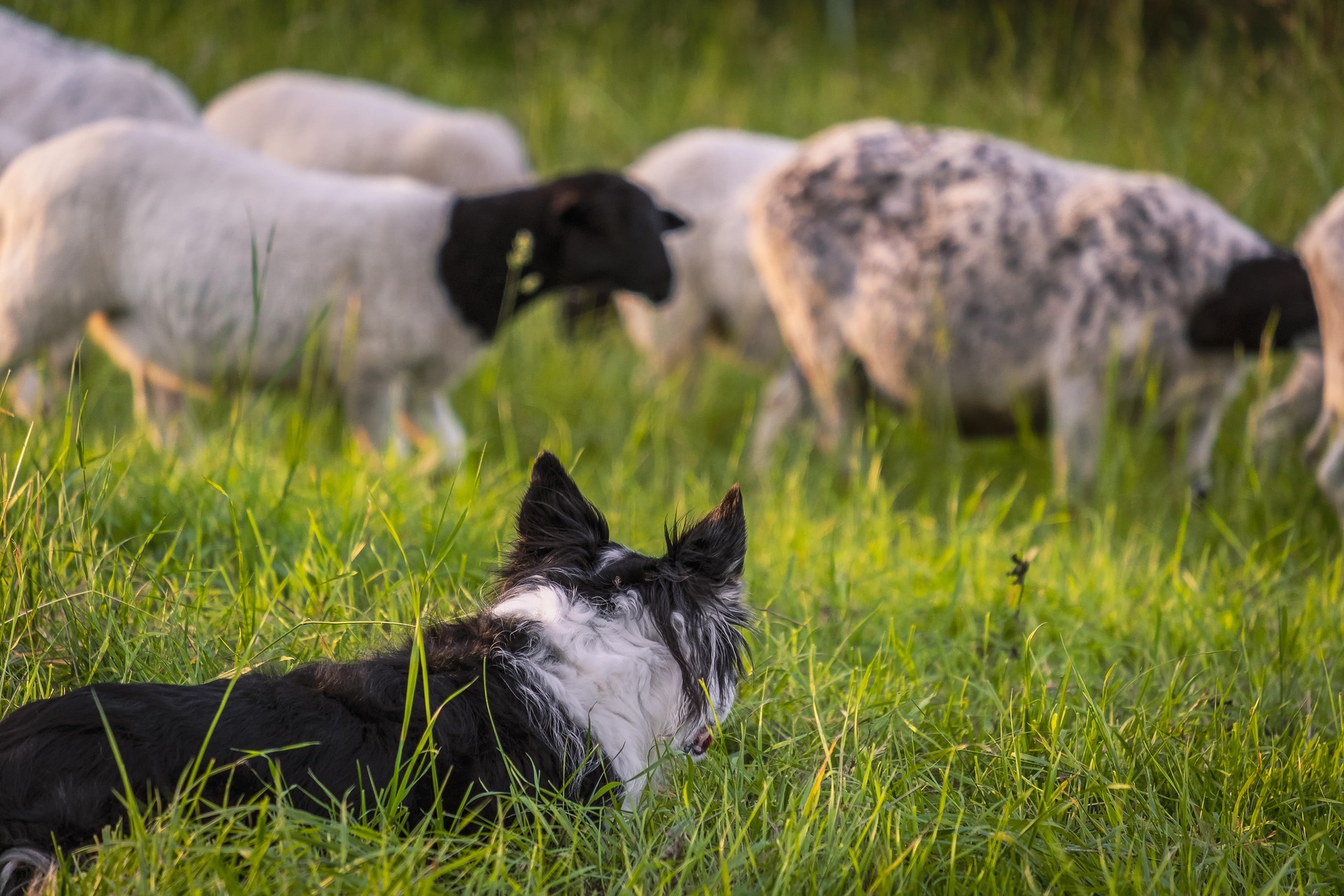 Schwarz weißer Hund der Rasse Border Collie von hinten auf grüner Wiese hütet Schafe - Hütehund bei der Arbeit