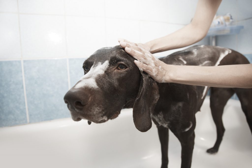 Brauner Hund in der Dusche