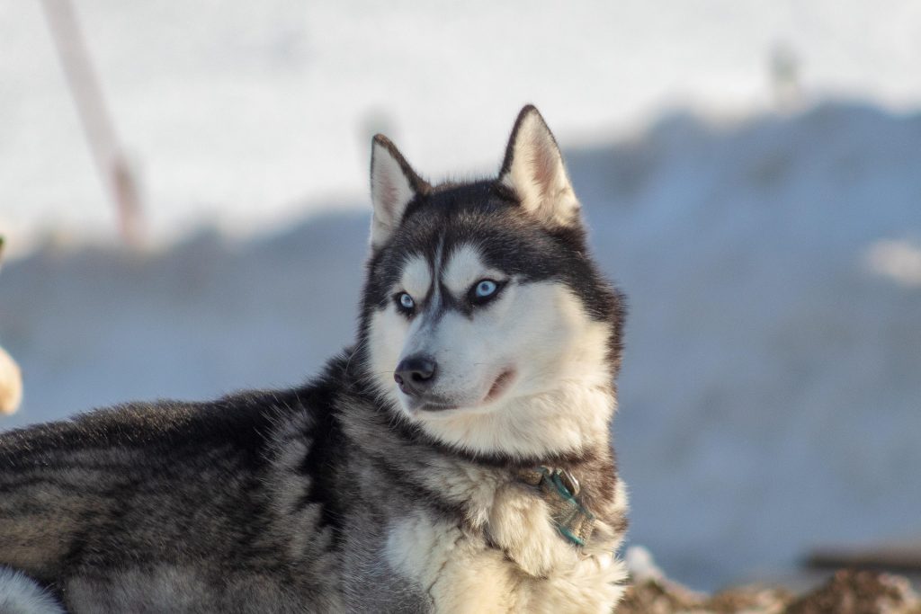 Hund der Rasse Husky mit blauen Augen liegt draußen auf dem Boden