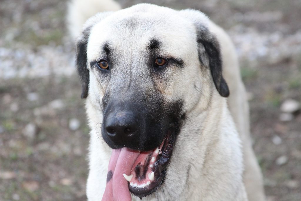 Hund der Rasse Kangal Nahaufnahme