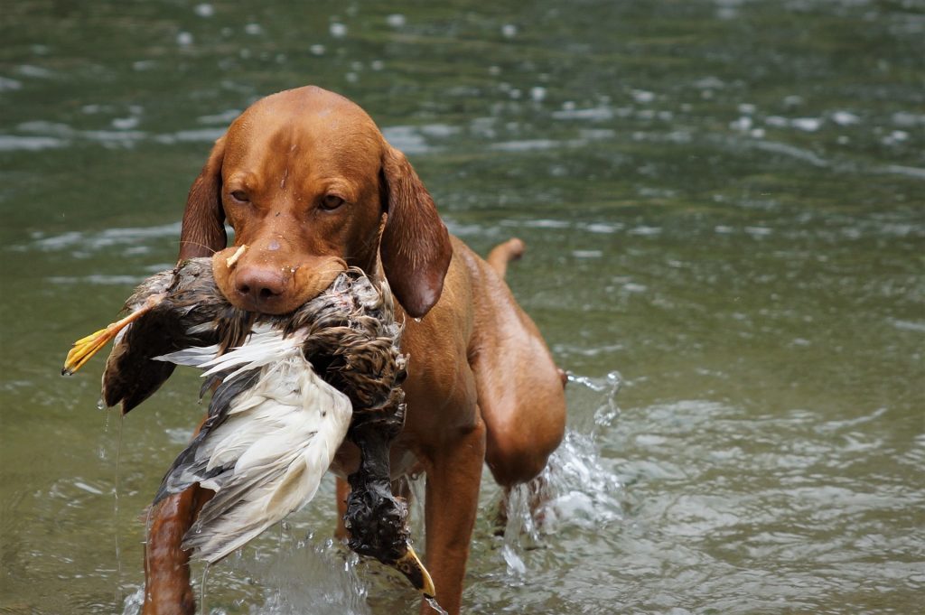 Hund der Rasse Magyar Viszla bei der Entenjagd