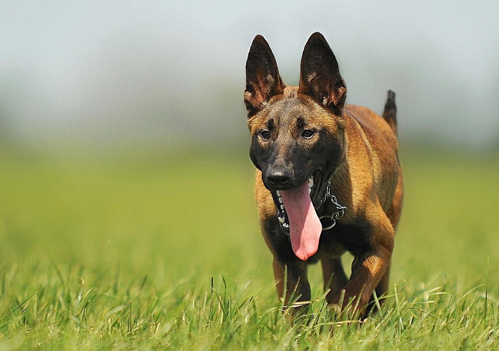 Hund der Rasse Malinois auf einer Wiese