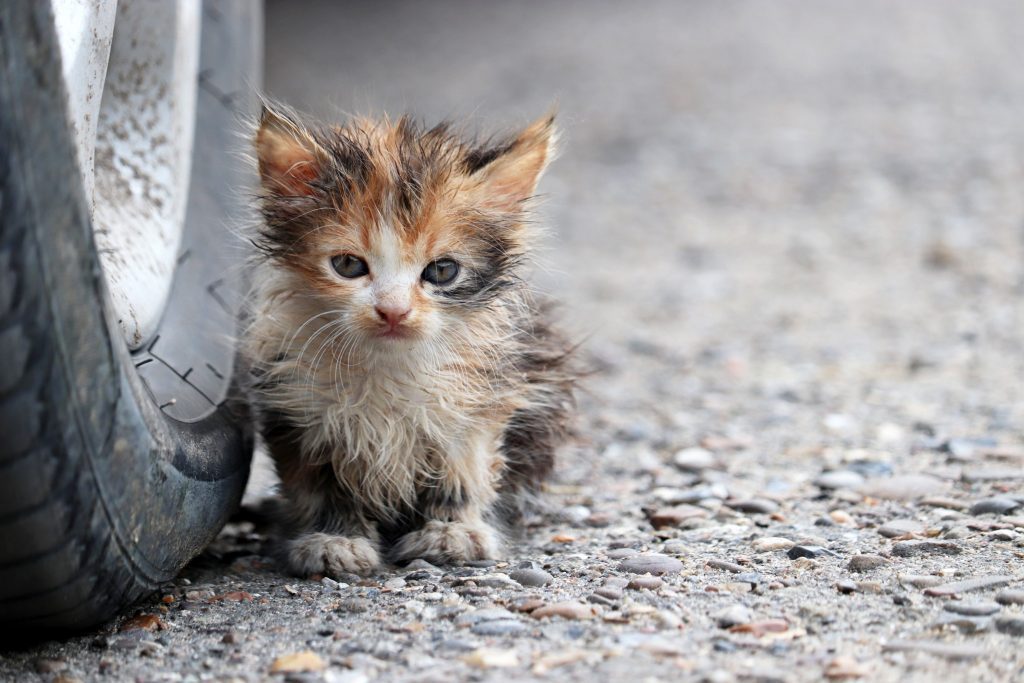 Schmutziges Kitten auf der Straße