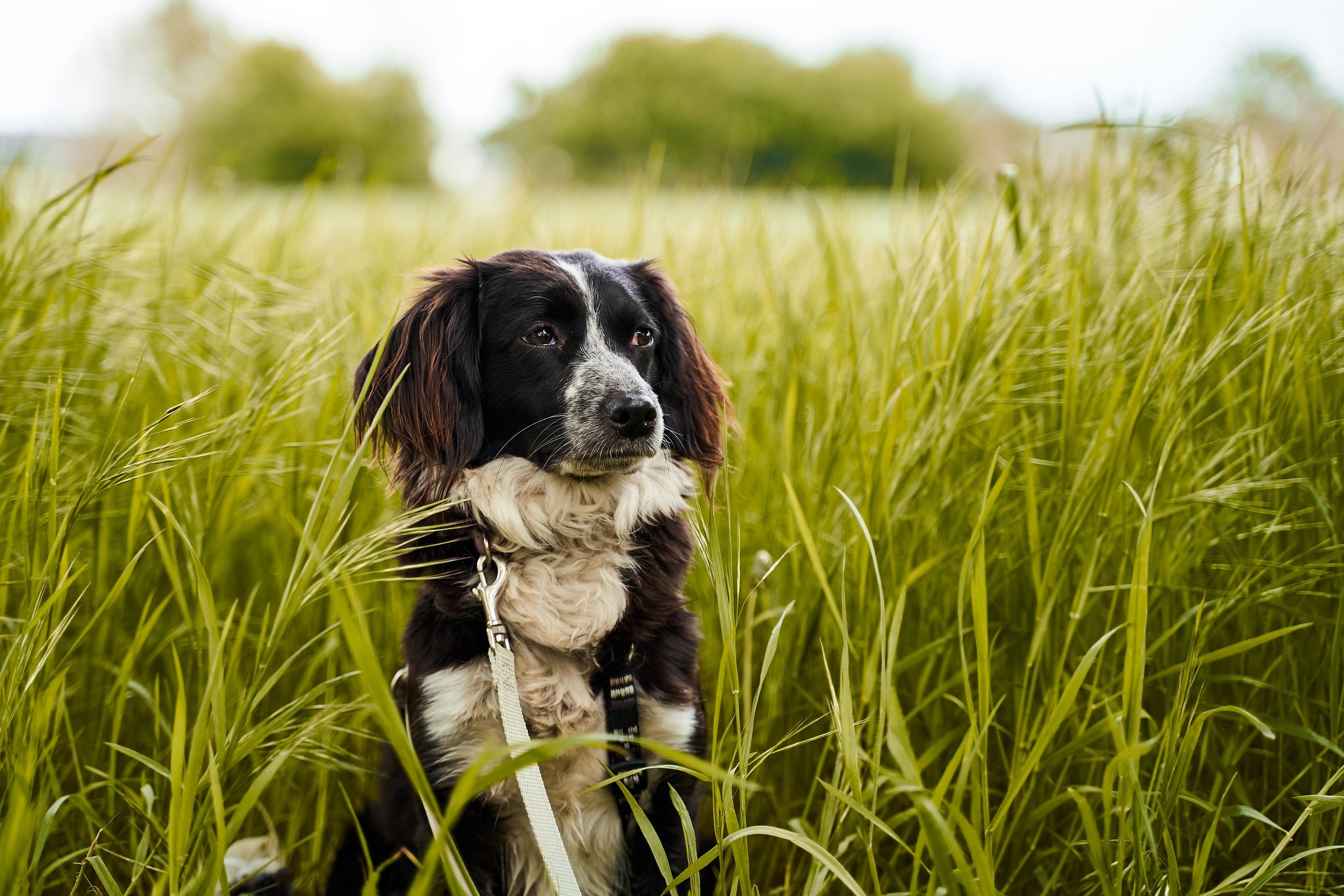 Dunkelbraun- weißer Hund sitzt angeleint auf grüner Wiese