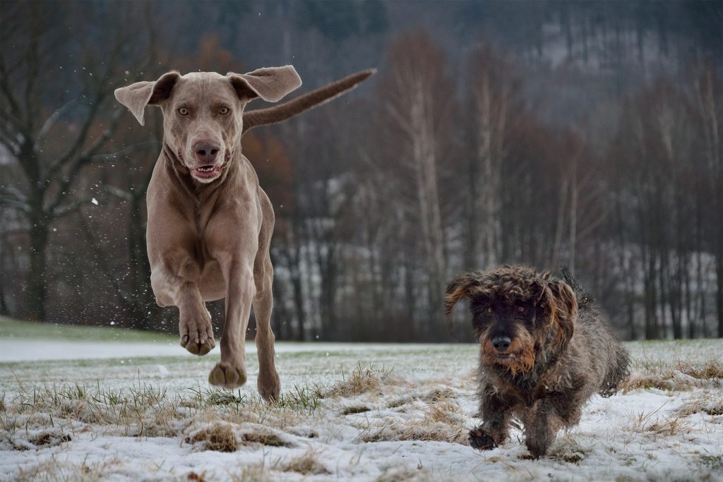 2 Hunde rennen auf einer Wiese. Links ist ein Hund der Rasse Weimaraner und rechts ein kleiner Hund der Rasse Dackel