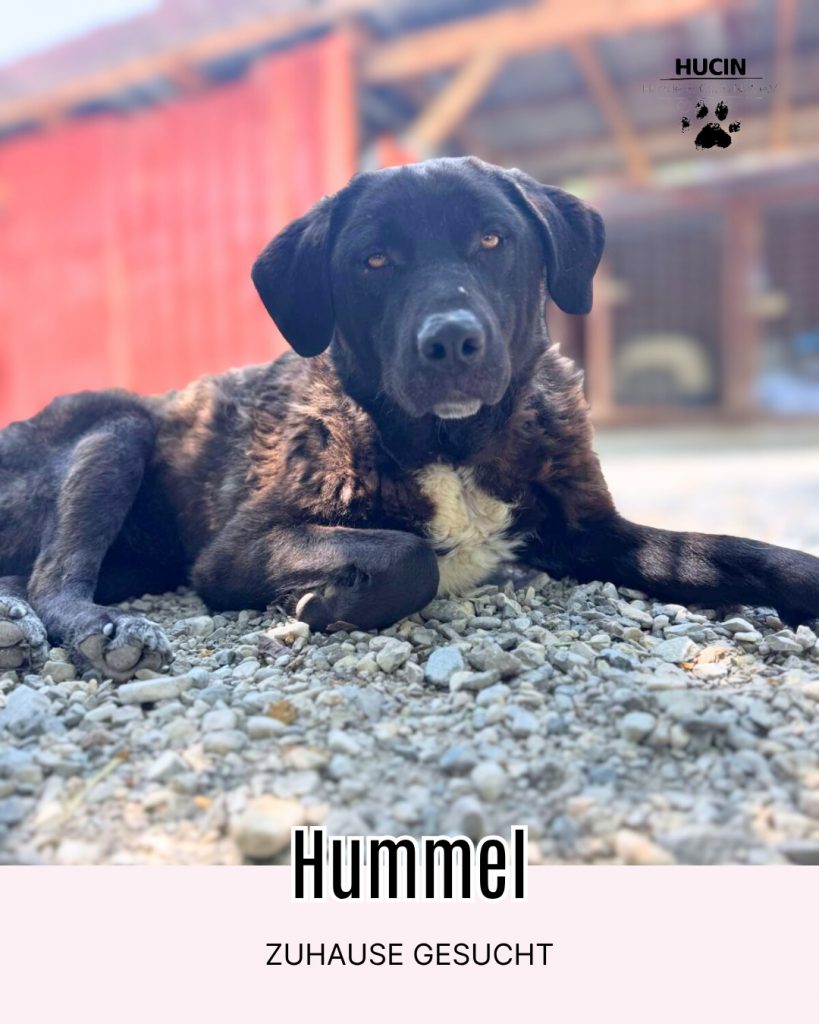 Hummel HSH Hündin Griechenland Zuhause gesucht