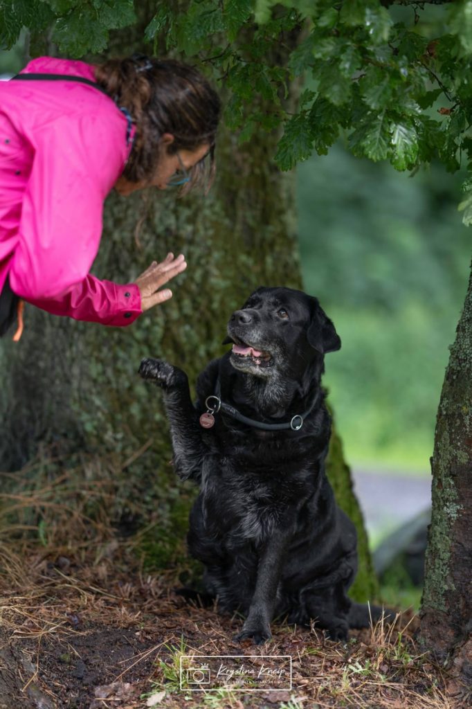 Gnadenplatz Mirka schwarzer Labrador winkt