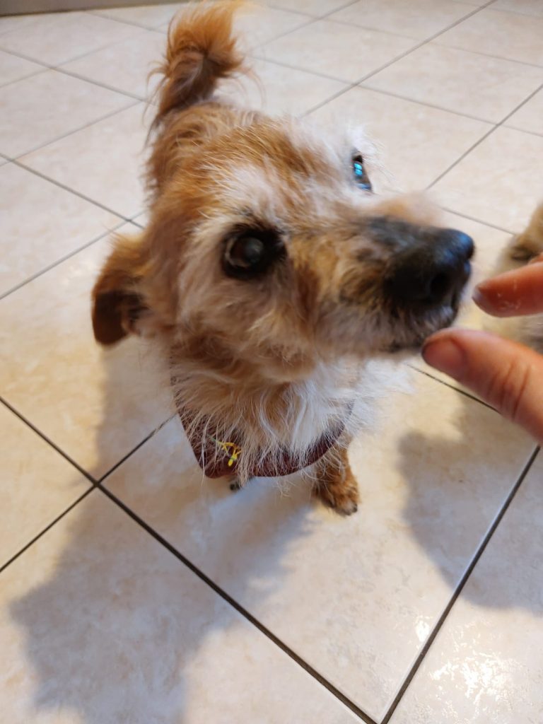 Opa Beppi nimmt ein Leckerli in die Schnauze
