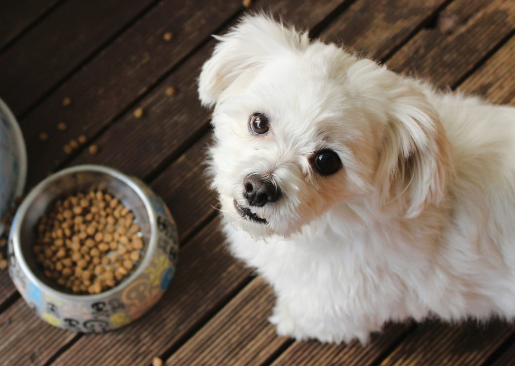 Malteser vor einem Futternapf mit Trockenfutter