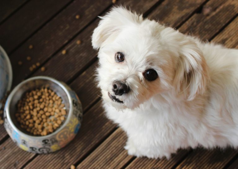 Malteser vor einem Futternapf mit Trockenfutter