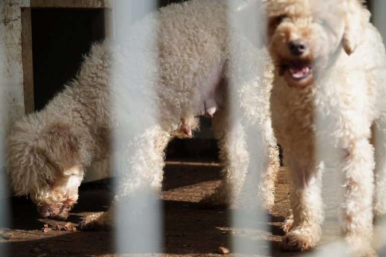 Vermehrerhunde erkennen: Pudel eingeperrt in Dreck
